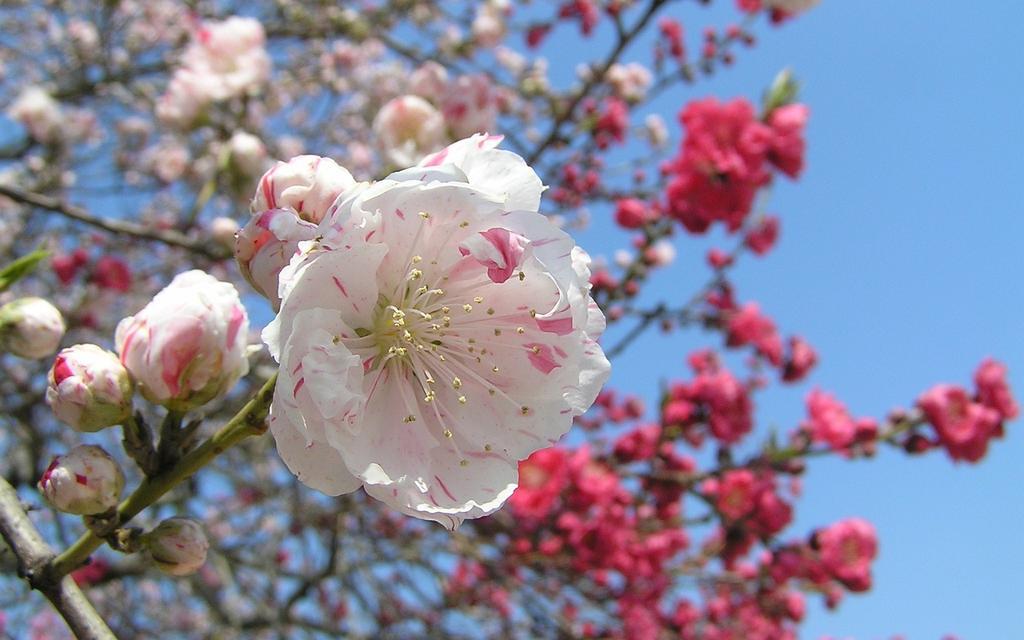 Junfukuya Leilighet Ōsaka Eksteriør bilde